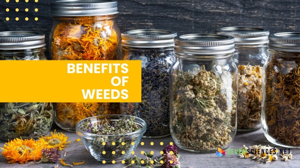 Benefits of Weeds you should know about