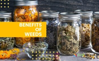 Benefits of Weeds