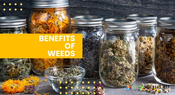 Benefits of Weeds